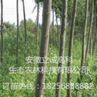 竹柳9901 竹柳3號，竹柳工程苗，竹柳快繁苗
