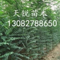 速生國(guó)槐小苗，山東國(guó)槐小苗，國(guó)槐小苗價(jià)格