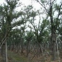 樸樹報價南京樸樹產地直銷移植