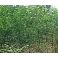 國槐小苗大量供應、大量國槐小苗供應