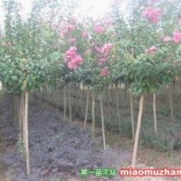 低價供應百日紅1~5公分