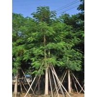 供應：鳳凰木