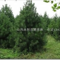 白皮松，油松苗，側(cè)柏苗，核桃苗，棗樹苗