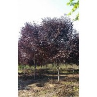 河北8公分加拿大紅櫻，9公分加拿大紅櫻，10公分加拿大紅櫻，