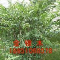沭陽金銀木出售，沭陽種植金銀木，沭陽金銀木基地