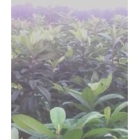 批發木瓜苗，枇杷，桂花，側柏苗