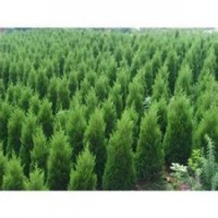 蜀儈山西蜀儈價格1-2米蜀儈2.5米蜀儈3米蜀儈