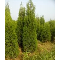 大量供應蜀檜