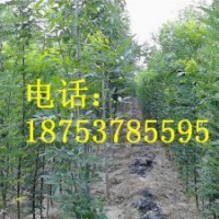 速生國槐苗