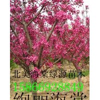 絢麗海棠，紅寶石海棠，王族海棠，凱爾斯海棠
