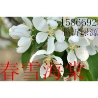春雪海棠，開心果海棠，紅葉海棠