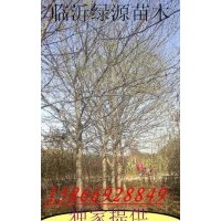 皂角樹，皂角種子，皂角小苗