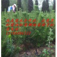 直銷1米黑松1米油松1米側柏苗