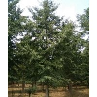 供應(yīng)2-50公分銀杏實(shí)生樹，15-40公分銀杏嫁接樹，1-3年銀杏小苗，