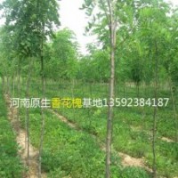 河南香花槐基地，原生香花槐，嫁接香花槐，各種規格香花槐
