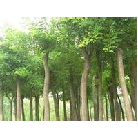 供應10公分杜仲價格.15公分杜仲價格