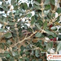 木瓜、馬靈光、小葉黃楊