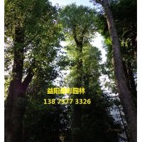 湖南移栽香樟價格的最新相關(guān)消息 最新湖南移栽香樟價格 湖南逸彩