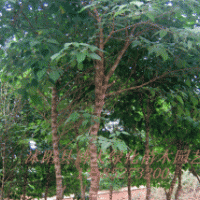 100萬構樹苗,構樹苗基地，構樹苗價格