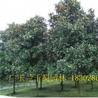湖北廣玉蘭工程用苗，工廠綠化用苗廣玉蘭，廣玉蘭工程苗規(guī)格