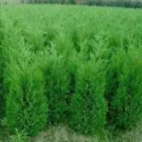 苗圃蜀檜價格1米蜀檜價格1.5米蜀檜價格