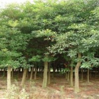 3-30綠化苗木國槐、法桐、合歡、白蠟千頭椿、臭椿、刺槐、柳樹等
