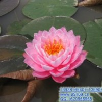 供應：睡蓮