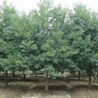 杜英價格 7公分杜英報價 南京10公分杜英價格