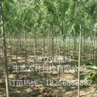 竹柳3號，美國竹柳，快繁苗，竹柳扦插