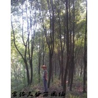 香樟價格,15公分|18公分|20公分香樟價格