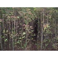 2公分楓香、3公分楓香、4公分楓香、5公分楓香
