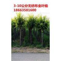 毛白楊價格，白榆價格，金葉榆價格