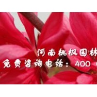 高品質嫣然菊花桃全紅楊河南桃楓園林特供