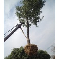 香樟供應
