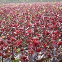 紅葉楊熱銷外賣 為您保量供應