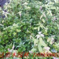 四川老鷹茶苗、成都老鷹茶苗、貴州老鷹茶苗、批發(fā)老鷹茶苗