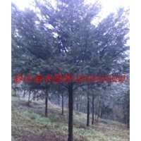 四川紅豆杉、雅安紅豆杉、成都紅豆杉、南方紅豆杉