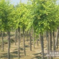 金葉榆