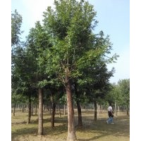 現在18公分白蠟多少錢