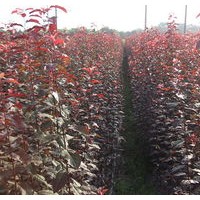 紫葉李小苗大量出售、1年生紫葉李小苗優(yōu)惠供應