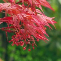 日本紅楓怎么樣請到隆發園林苗圃來看看