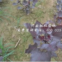 精品全紅楊出售河南桃楓園林優惠中