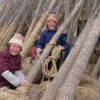 銀杏樹最新價格出爐