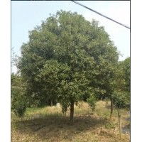 長(zhǎng)期供應(yīng):八月桂，金桔樹(shù)，各種規(guī)格及小苗1