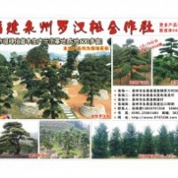羅漢松，羅漢松，大量處理