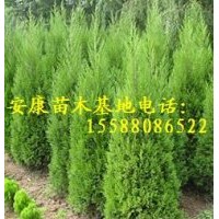 提供2米黑松苗2米側柏苗價格優惠量大