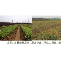 茶花小苗批發，的茶花苗、綠化苗報價