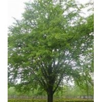 山東地區長期銷售各種規格銀杏樹