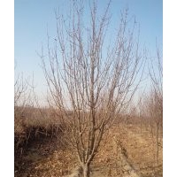 8公分八棱海棠