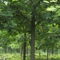 北美馬褂木供應 20公分馬褂木價格